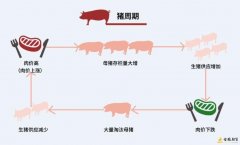 什么是猪周期，猪周期形成的原因是什么？